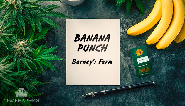 Гроурепорт сорта Banana Punch