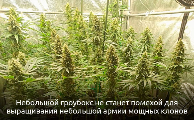 Размер помещения при культивации конопли в индоре Размер помещения