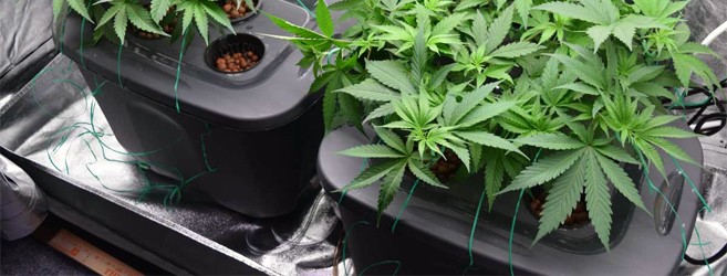 Гидропоника конопля