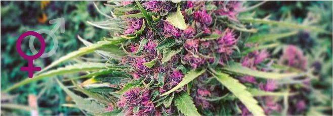Куст женской конопли Как получить больше женских кустов