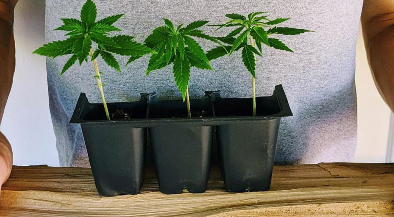 Три кустика конопли