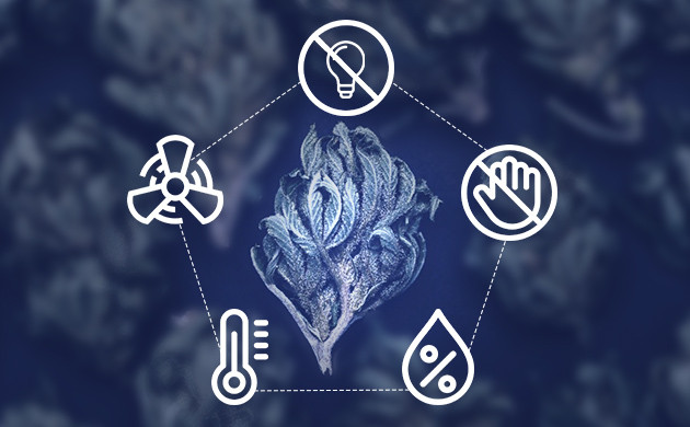 Базовые правила сушки конопли 5 правил сушки