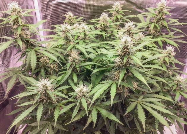 Куст Godzilla Cookies Auto на 9 неделе развития