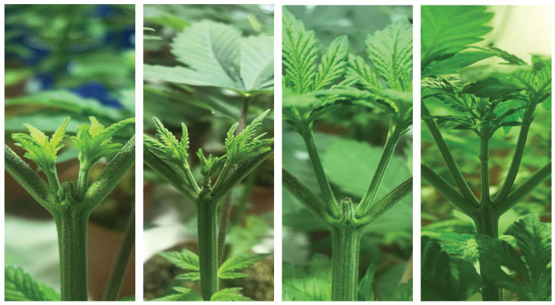 Плюсы и минусы обрезки каннабиса Обрезанная верхушка конопли