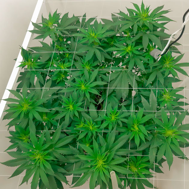 Корректировка веток и центрального стебля под сеткой Первые признаки цветения Blackberry Moonrocks