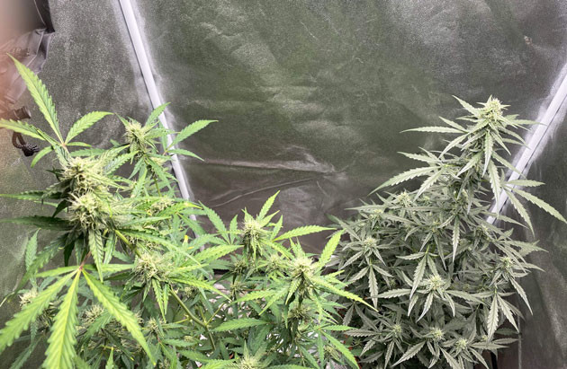 Аромат ананаса и клубники Кусты Banana Purple Punch Auto от FastBuds на 8 неделе