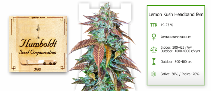 Lemon Kush Headband Lemon Kush Headband