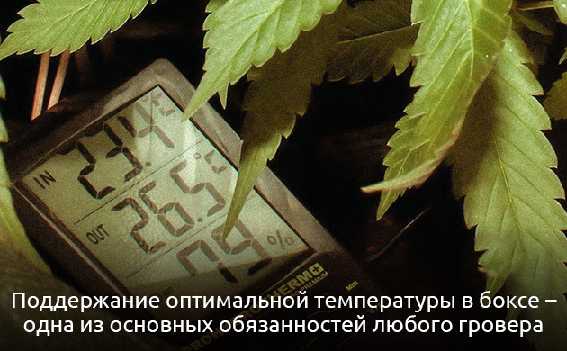 Оптимальная температура в гроубоксе Температура при выращивании конопли