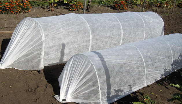 На ночь необходимо коноплю накрывать Укройте коноплю на ночь