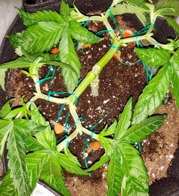 Проведение дефолиации и изменения в составе удобрений Куст LSD от Barney's Farm на стадии вегетации