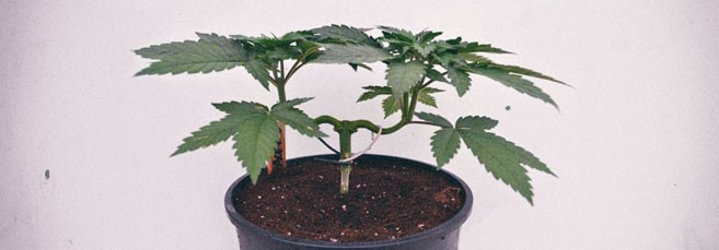 Supercropping конопли Суперкроппинг конопли