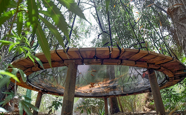 Выращивание конопли под батутом Конопля под батутом