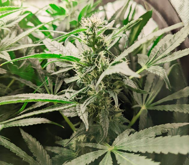 Формирование соцветий и корректировка состава питательного раствора Куст Green Gelato от Royal Queen Seeds на 13-14 неделе