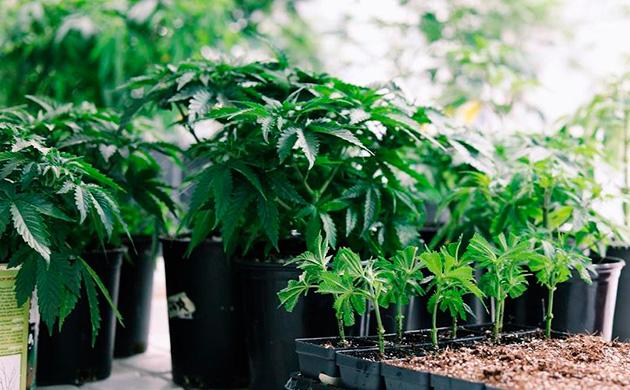 Виды горшков используемые для выращивания каннабиса Виды горшков для выращивания конопли