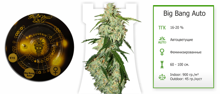 Сорт Big Bang Auto