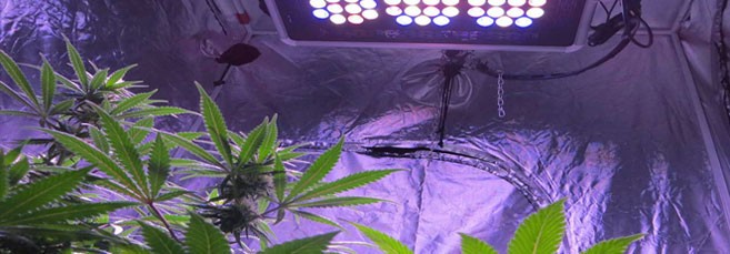 Расстояние от лампы до макушки конопли