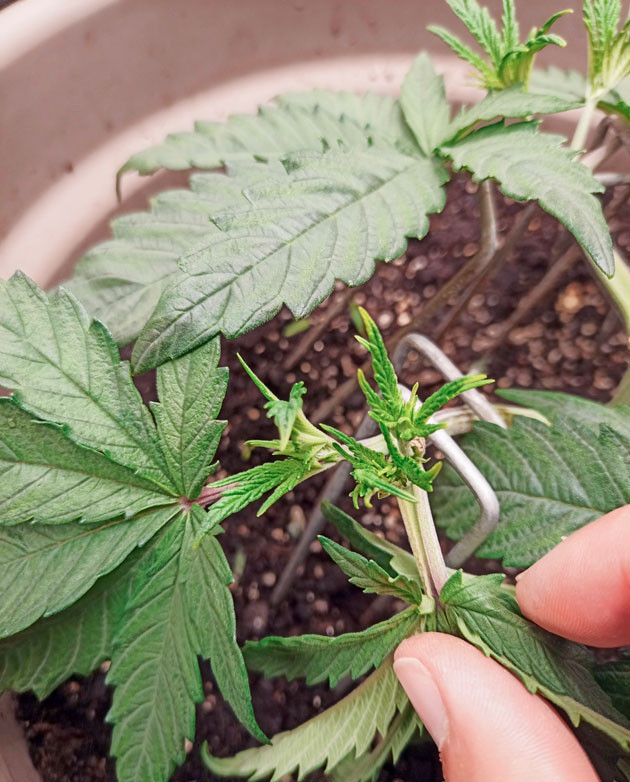 Тренировки FIM и топпинг Куст Bruce Banner #3 на 4 неделе выращивания