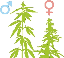 Мужское растение выше женского Мужское растение выше женского