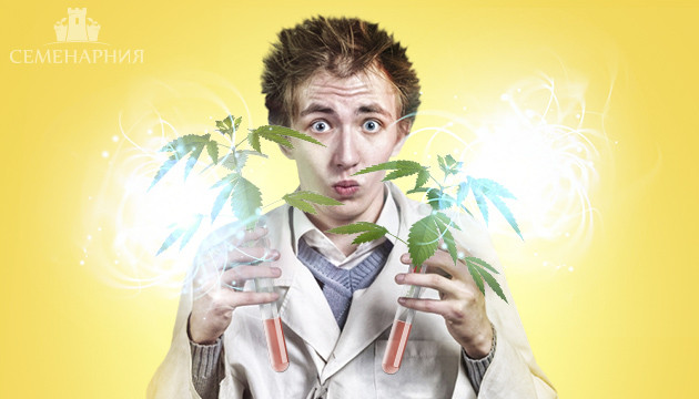 Различия Индики и Сативы Выбор между индикой и сативой