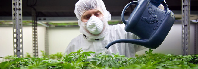 Полив каннабиса