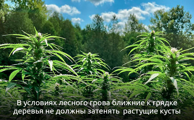 На какие факторы следует обратить внимание при выборе места для посадки конопли Выбор правильного места для выращивания