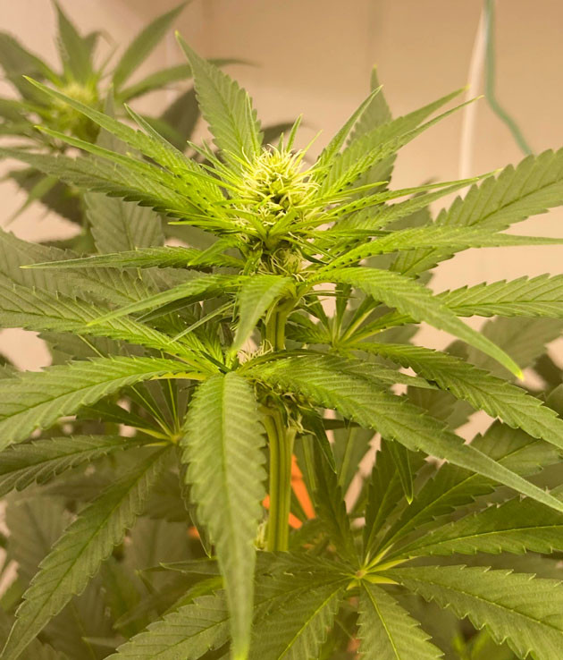 Активный рост и запах конопли Куст Chemical Bride от GHS на 6 неделе выращивания
