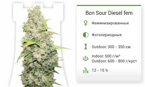 Сорт марихуаны Bcn Sour Diesel Bcn Sour Diesel fem от Medical Seeds