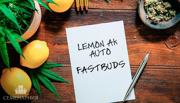 Выращивание сорта марихуаны Lemon AK Auto в индоре Гроурепорт сорта Lemon AK Auto
