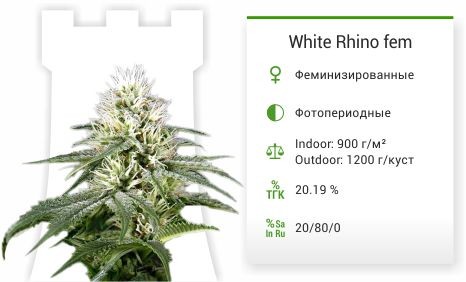 Сорт марихуаны White Rhino White Rhino fem