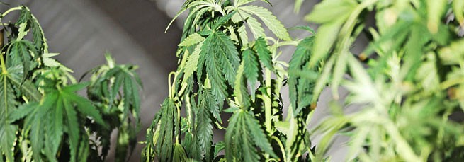 Признаки недолива конопли Как выглядит конопля при недостаточном поливе