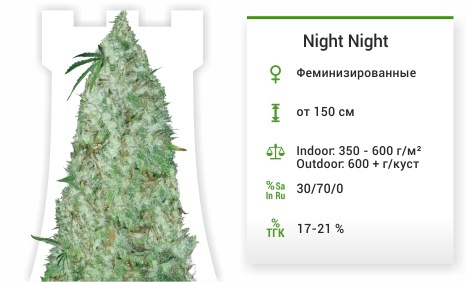 описание сорта Night Night описание сорта Night Night