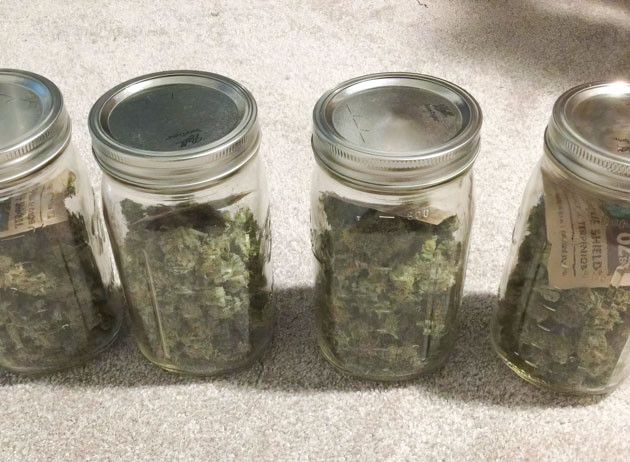 Харвест на 15 неделе Урожай и впечатления от сорта