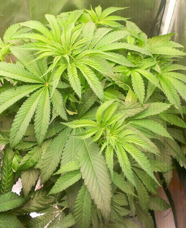 Колебания pH и ЕС Куст Green Gelato на 7 неделе