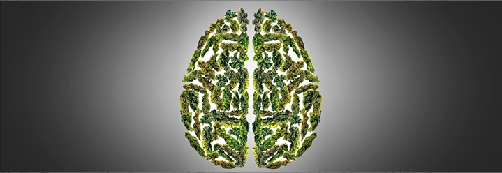 Влияние конопли на мозг Влияние конопли на мозг