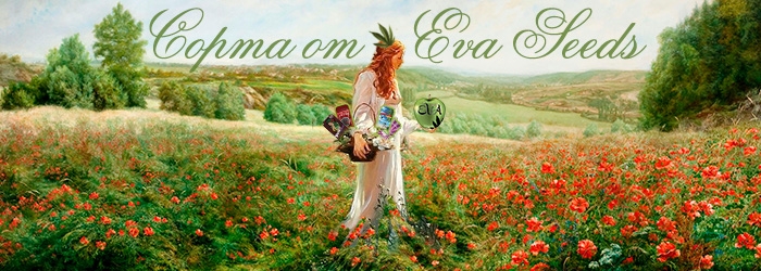 5 популярных сортов от Eva Seeds 5 популярных сортов от Eva Seeds