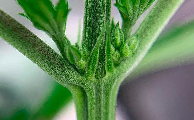 Способность гермафродитов к самоопылению Гермафродитизм конопли