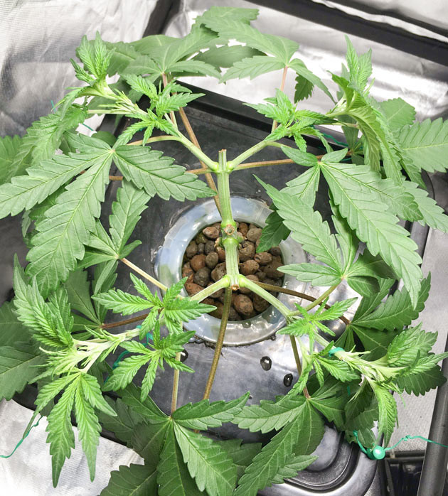 Топпинг и дефолиация Куст DDoS #33 на 4 неделе выращивания