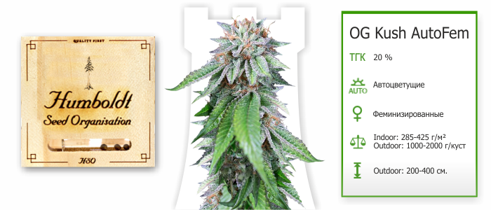 OG Kush AutoFem OG Kush Auto