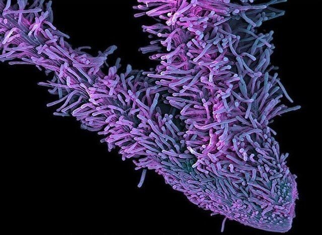 Сдвоенный пестик соцветия Пестик женского цветка каннабиса сдвоен