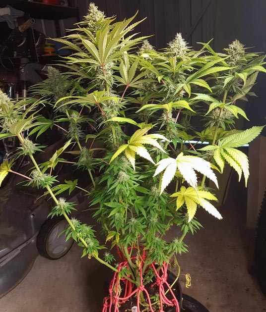 Ожог на листьях конопли от питательных веществ Куст конопли с ожогами на листьях