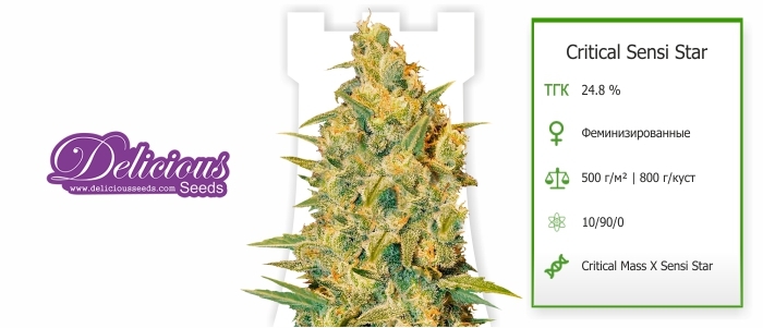 Critical Sensi Star Critical Sensi Star