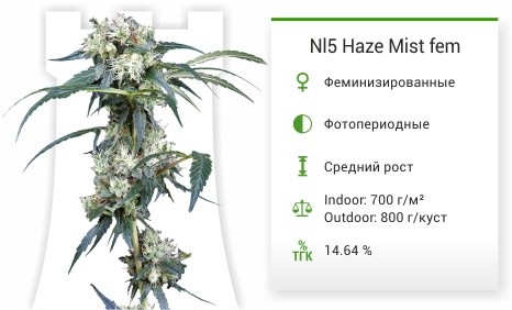 Сорт марихуаны NL5 Haze Mist NL5 Haze Mist fem от Green House Seeds