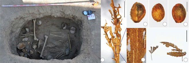 Конопля в древности Заглянем в прошлое