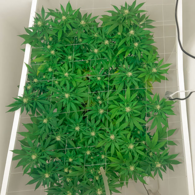 Изменения в составе удобрений Куст Blackberry Moonrocks от AlphaFem Seeds на стадии цветения