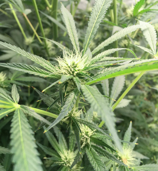 Фаза цветения Куст DDoS #33 от Herbies Seeds ростом 80 см