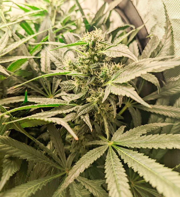 Появление лисьих хвостов Куст Green Gelato от RQS на 15 неделе выращивания