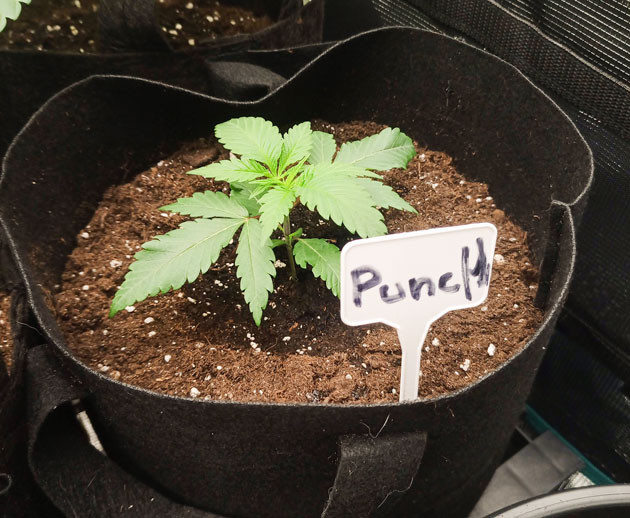 Рост конопли и пересадка в гроубэги Растишки Banana Punch на 3 неделе