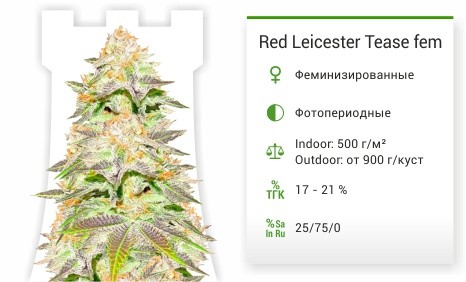 Сорт марихуаны Leicester Tease Leicester Tease fem (Dr. Krippling Seeds)