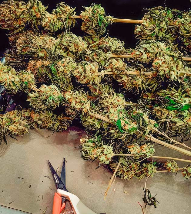 Сбор урожая и впечатления от грова Харвест