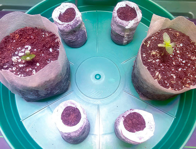 Ростки Vanilla Frosting от Humboldt Seed Company